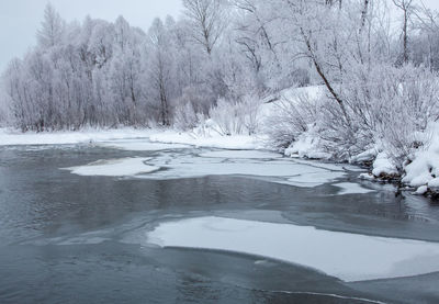 Frozen lake amidst trees during winter