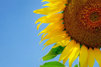 Close-up of sunflower against sky