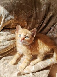 Portrait of kitten relaxing on floor