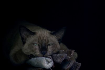 Close-up portrait of cat against black background