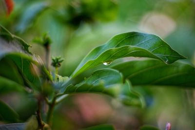 Close-up of green leaves