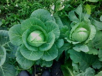 High angle view of fresh green plants