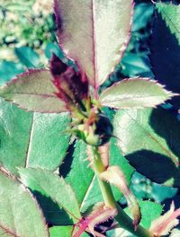 Close-up of insect on plant