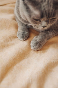 Close-up of a cat resting on bed