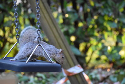 Close-up of squirrel on tree