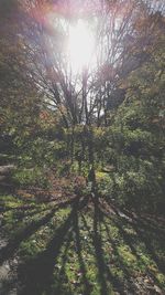 Sun shining through tree in forest