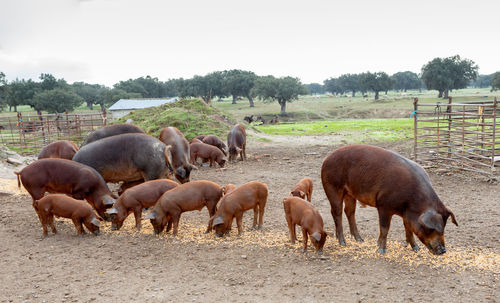 Herd of sheep on field