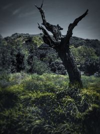 Close-up of tree trunk on landscape