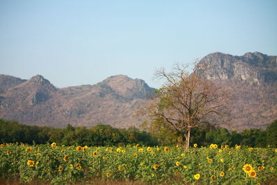 Scenic view of flowering plants on field against clear sky