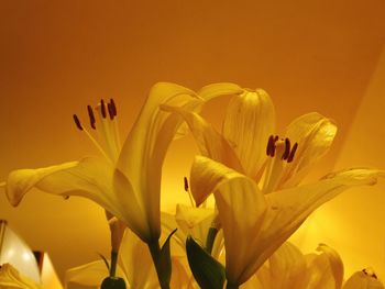 Close-up of yellow lily blooming outdoors