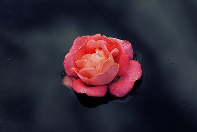 Close-up of pink rose