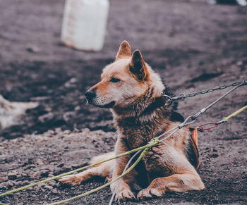 Close-up of a dog looking away