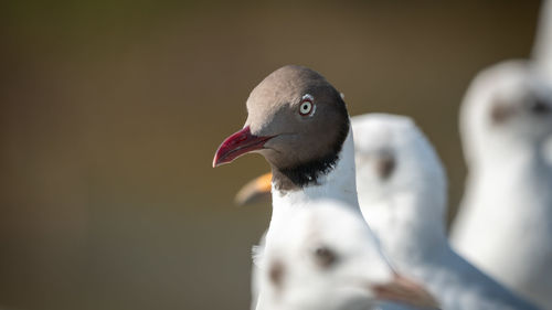 Close-up of a bird