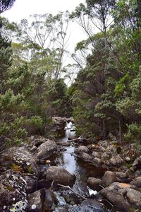 River amidst trees in forest against sky