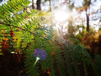 Sunlight streaming through tree