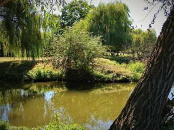 Trees by lake against sky