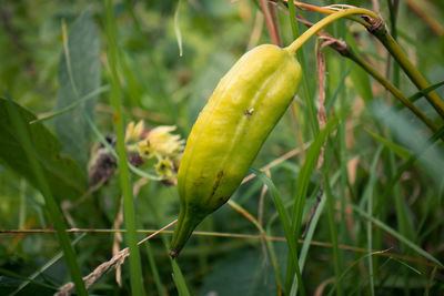 Close-up of fresh green plant in field