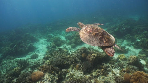 Sea turtle swimming underwater over corals. sea turtle moves its flippers in the ocean under water