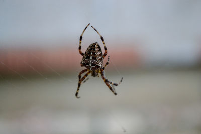 Close-up of spider on web