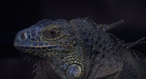 Close-up of green iguana on black background