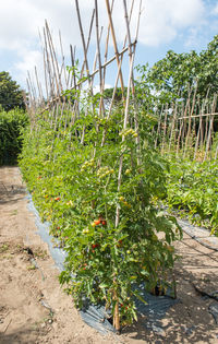 Plants growing on field against sky