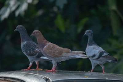 Close-up of seagulls perching on railing