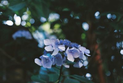 Close-up of colorful flowers blooming outdoors