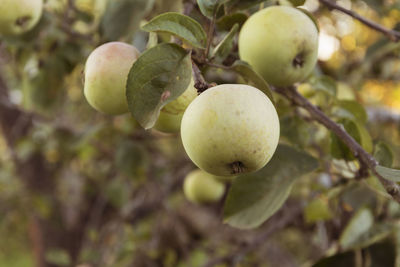 Close-up of fruit growing on tree