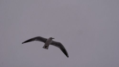 Seagull flying against clear sky