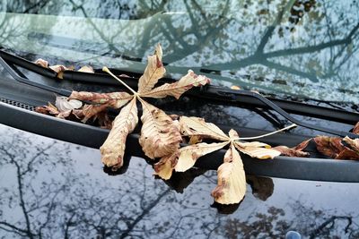 Leaves in autumn