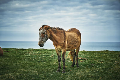 A lone mule overlooks the wild coast on a windy day.