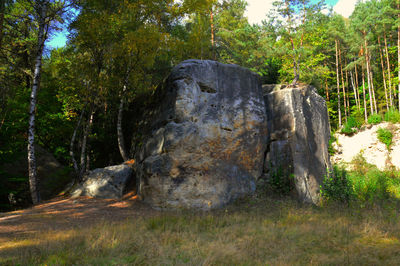 Statue on tree trunk