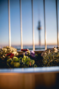 Close-up of potted plant on window