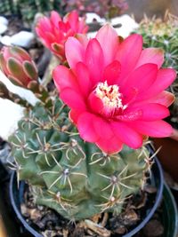 Close-up of pink flowers