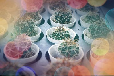 High angle view of succulent plants on table