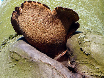 Close-up of crab on rock