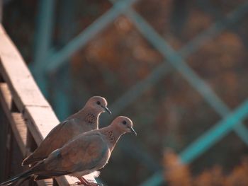 Close-up of pigeon perching on fence