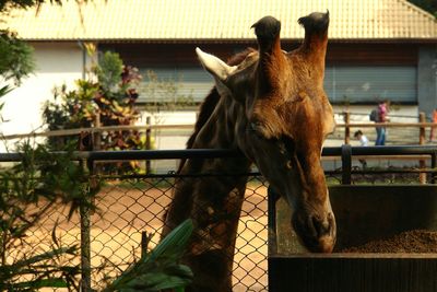 Close-up of horse outdoors