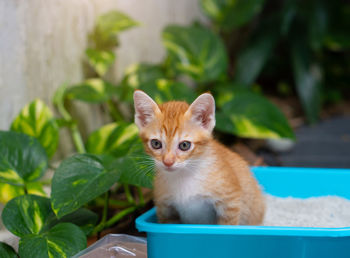Close-up of cat