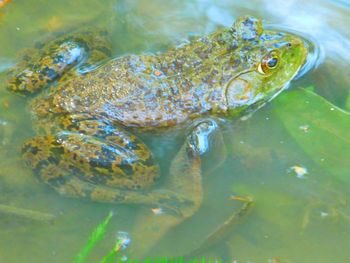 High angle view of crocodile in water
