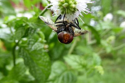 Close-up of insect on flower