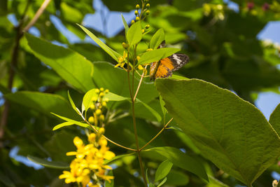 Close-up of butterfly perching on plant