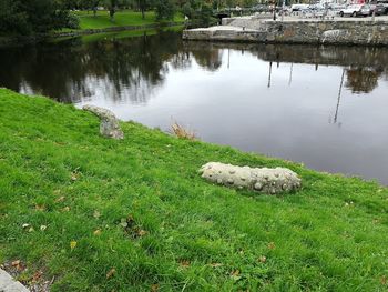 High angle view of sheep on lake