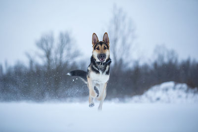 Dog running on snow covered land