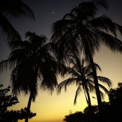 Low angle view of silhouette palm trees against sky during sunset