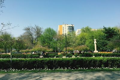 View of trees against clear sky