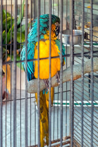 View of a bird in cage