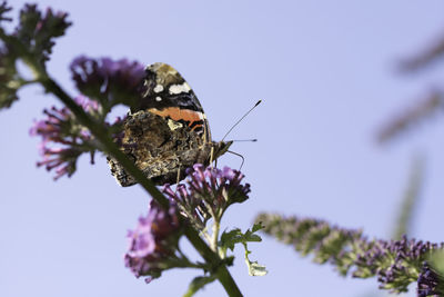 Close-up of butterfly pollinating on purple flower
