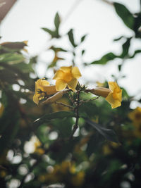 Close-up of yellow flowering plant