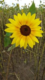 Close-up of sunflower
